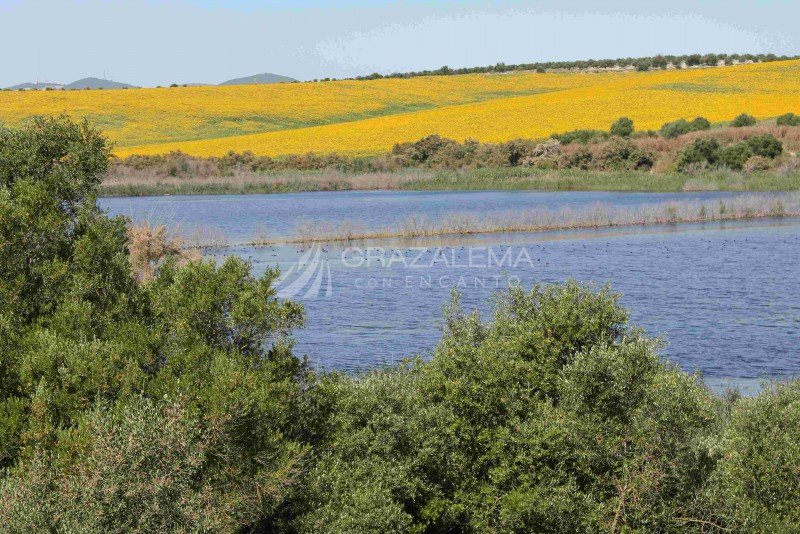 Reserva Natural Complejo Endorreico de Espera (Laguna de Hondilla, Laguna Dulce Zorrilla, Laguna Salada de Zorrilla). Reserva Natural Complejo Endorreico de Espera (Laguna de Hondilla, Laguna Dulce Zorrilla, Laguna Salada de Zorrilla). Imagen