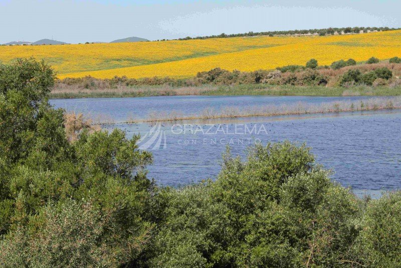 Reserva Natural Complejo Endorreico de Espera (Laguna de Hondilla, Laguna Dulce Zorrilla, Laguna Salada de Zorrilla).  Imagen